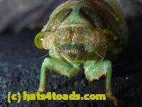 /home//u458753944/public_html/sourcegallery//////////Insects and small critters/aphids cicadas lanternflies and true bugs (Hemiptera)/P1080336.JPG